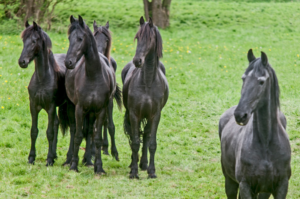 Frisian horses