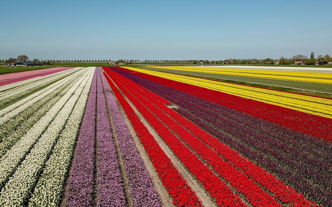 Tulip fields