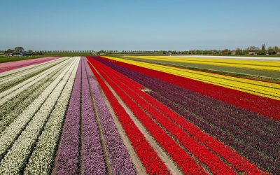 5 reasons to visit Holland during spring