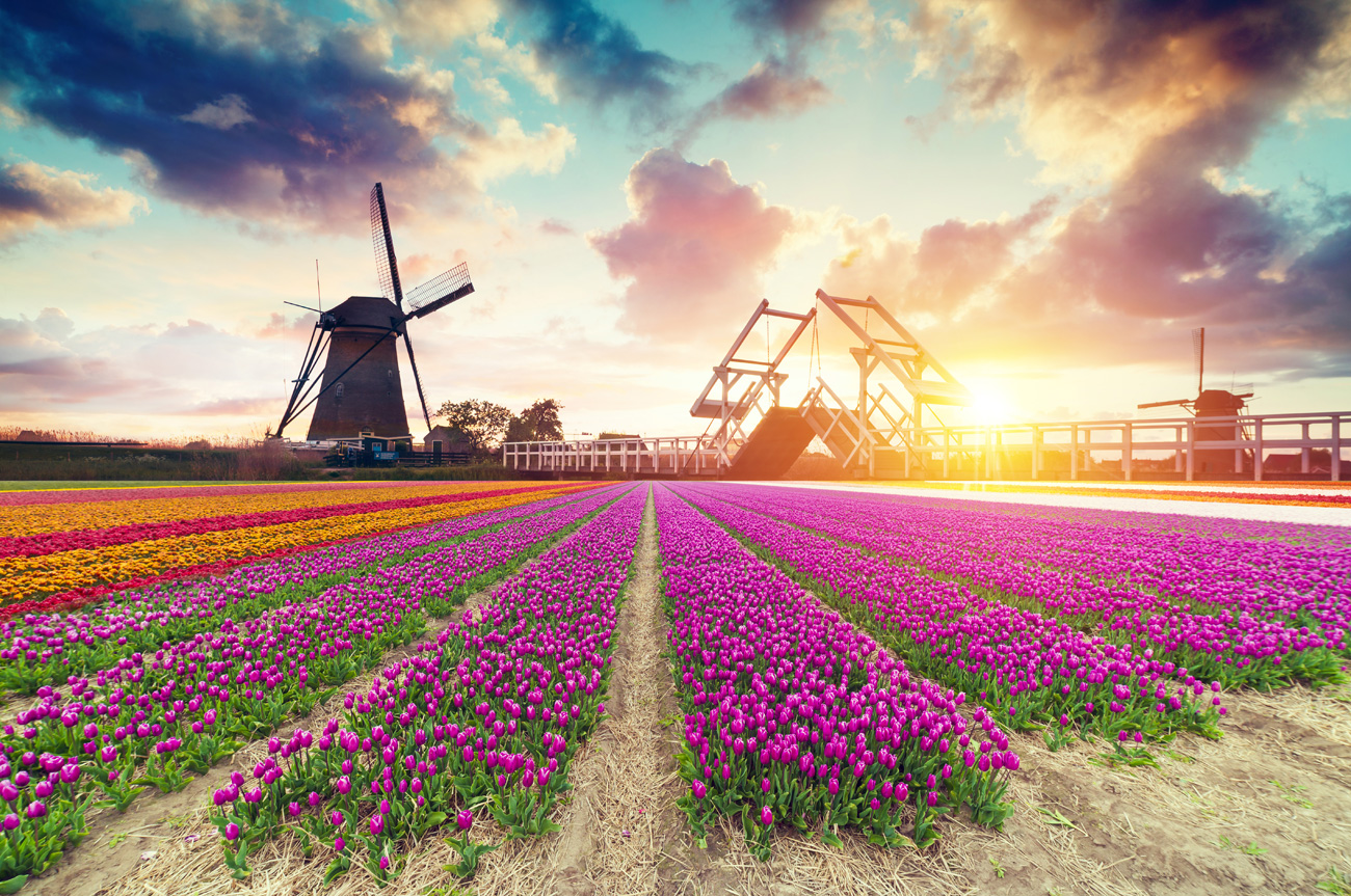 Tulips are a must see when visiting Holland. We offer unique day tours.