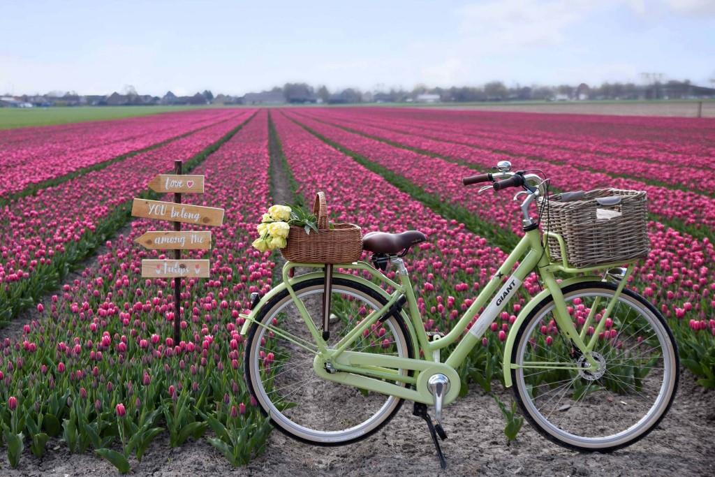 Tulip fields