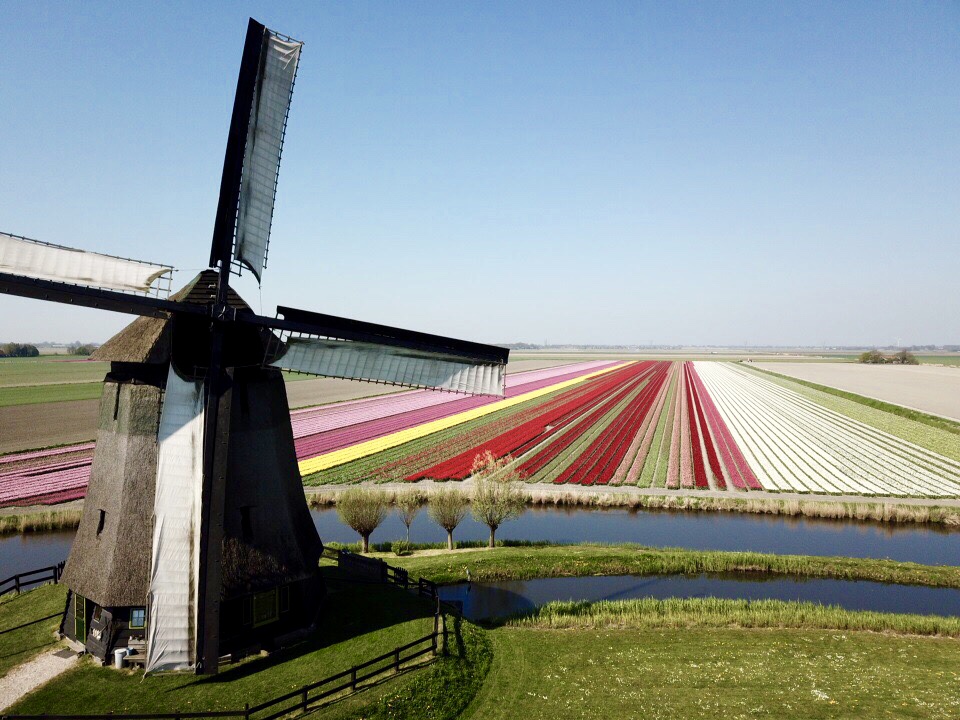 Tulips and windmills